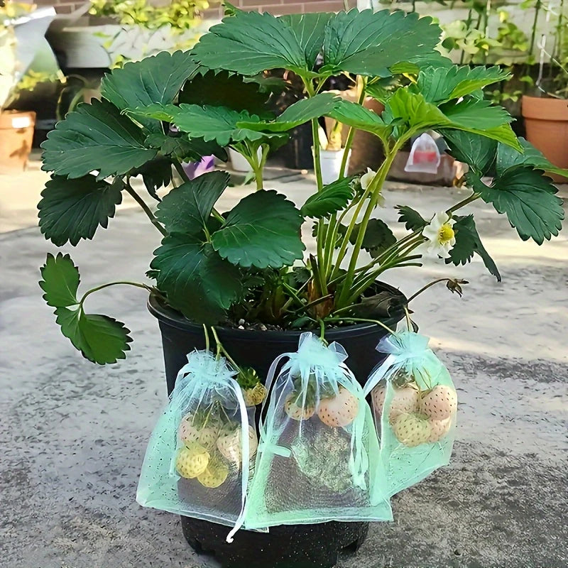 Fruit Protection Pouches