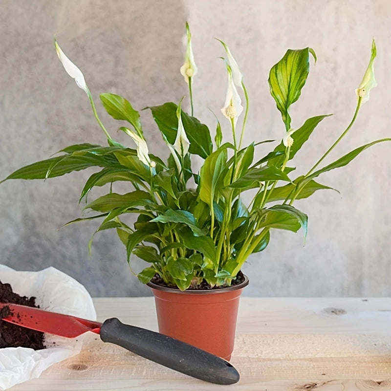 Reusable Seedling Pots - 10 pcs