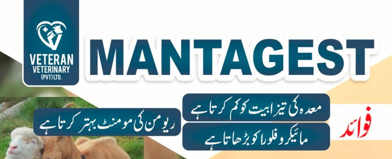 مینٹا جیسٹ (100 گرام)