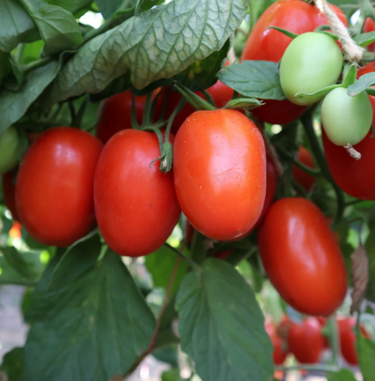 F1 Hybrid Tomato Imported Seeds