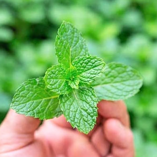 Mint F1 Hybrid Seeds