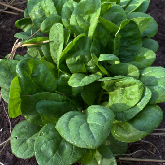 Spinach F1 Hybrid Seeds