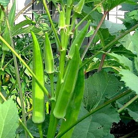 Okra - Bhindi F1 Hybrid Seeds
