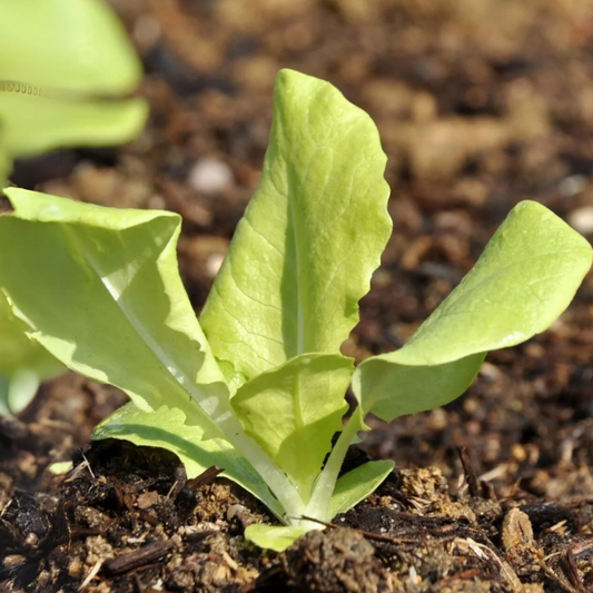 Lettuce F1 Hybrid Seeds