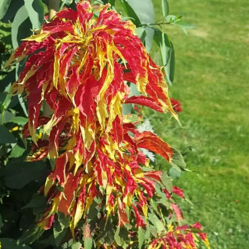 Imported Amaranthus Tricolor Flower Seeds