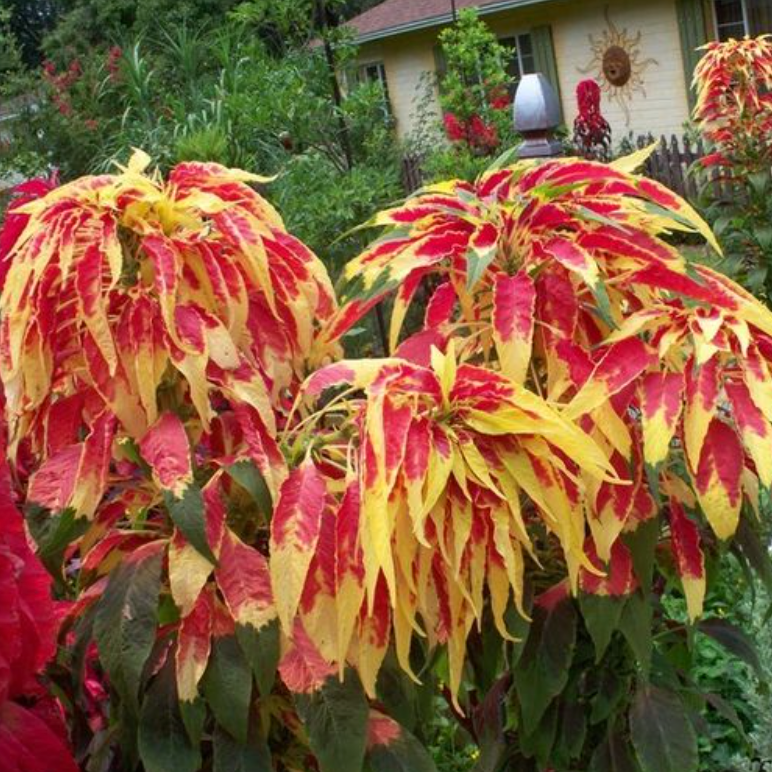 Imported Amaranthus Tricolor Flower Seeds