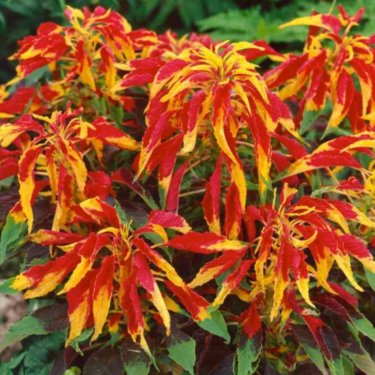 Imported Amaranthus Tricolor Flower Seeds
