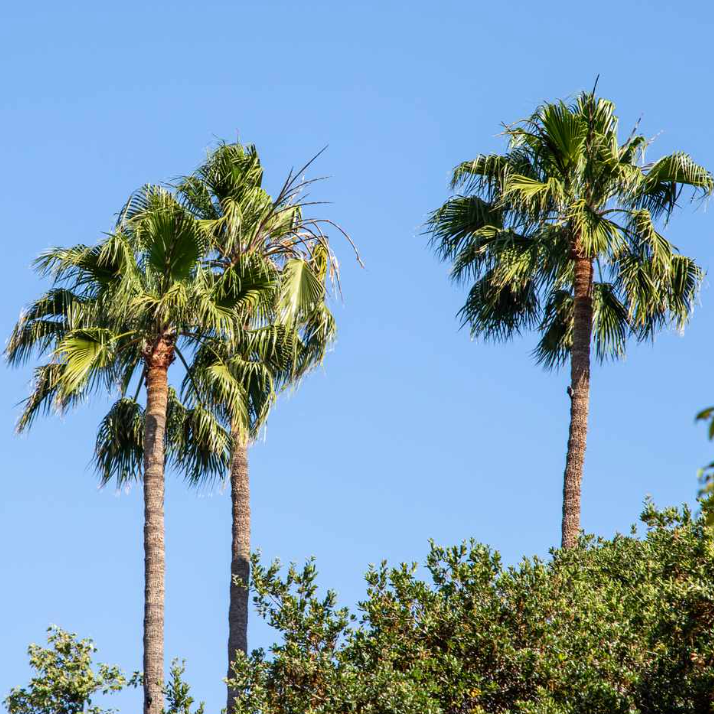 Mexican Fan Palm Tree Seeds