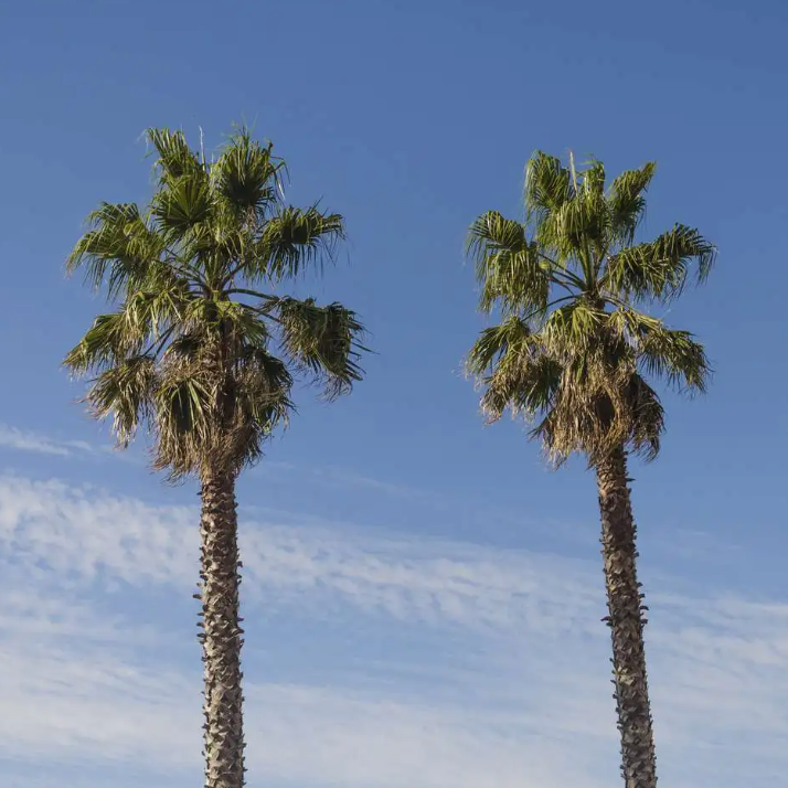 Mexican Fan Palm Tree Seeds