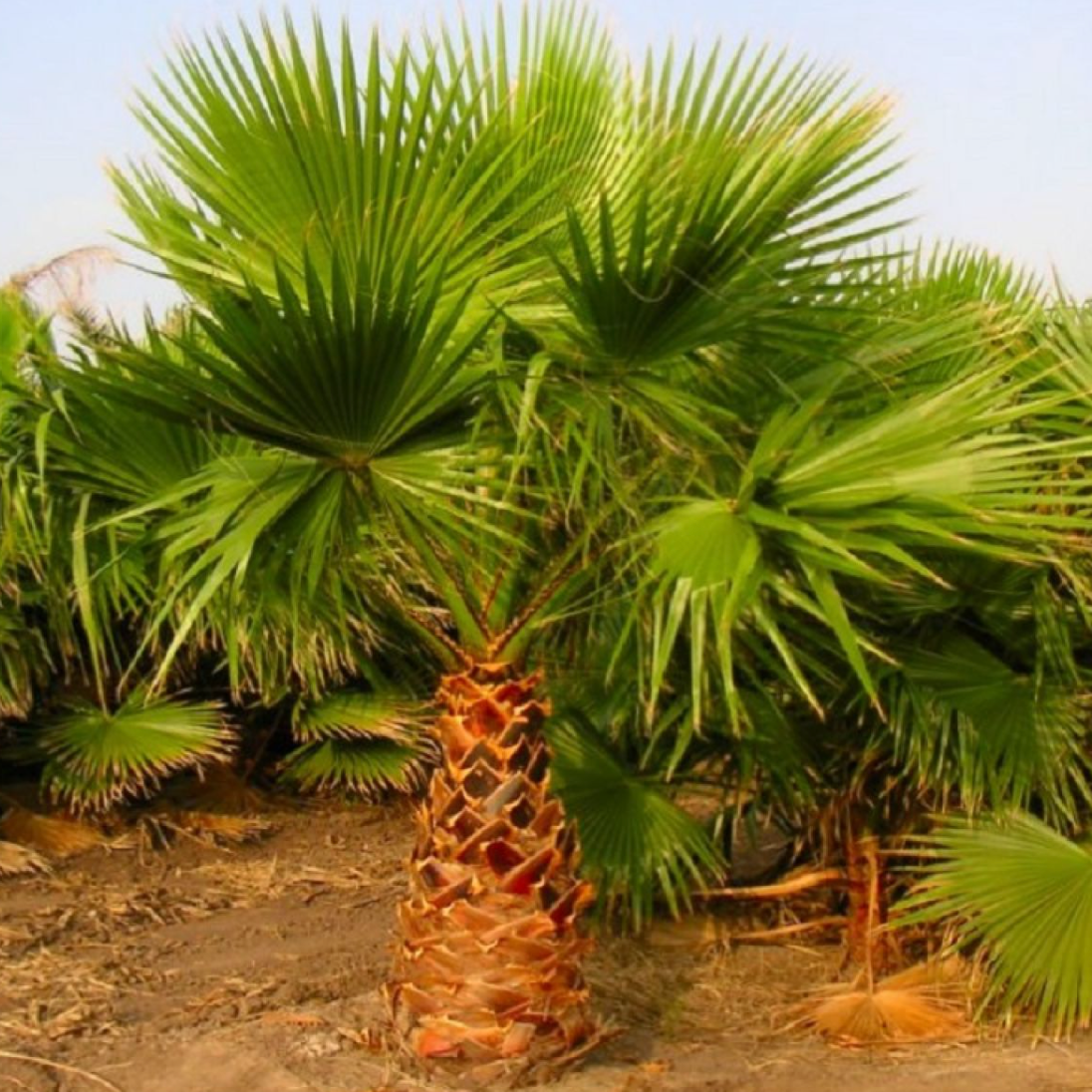 Mexican Fan Palm Tree Seeds