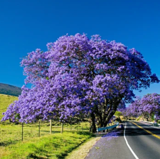Jacaranda Tree Seeds