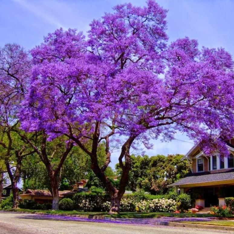 Jacaranda Tree Seeds