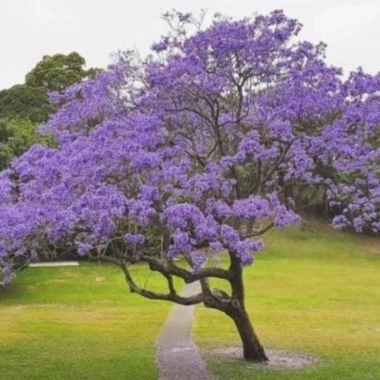 Jacaranda Tree Seeds