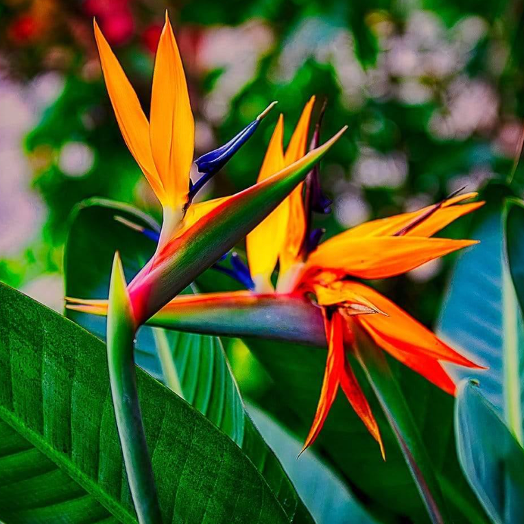 Bird of Paradise Flower Seeds