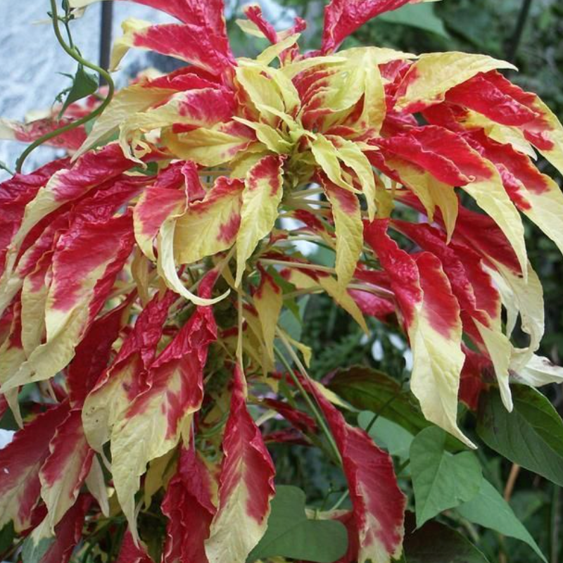 Imported Amaranthus Tricolor Flower Seeds