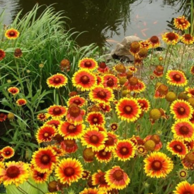 Imported Gaillardia Blanket Flower Seeds