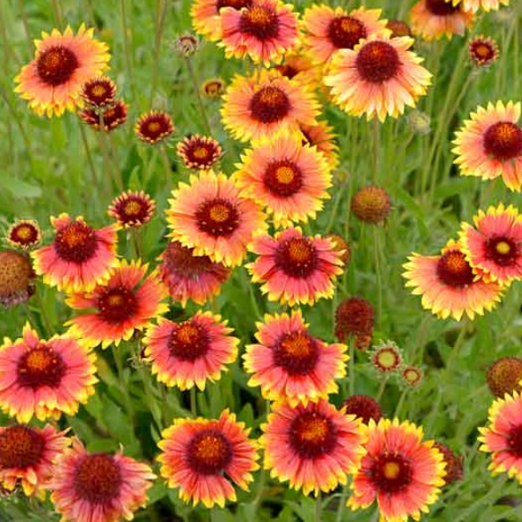 Imported Gaillardia Blanket Flower Seeds