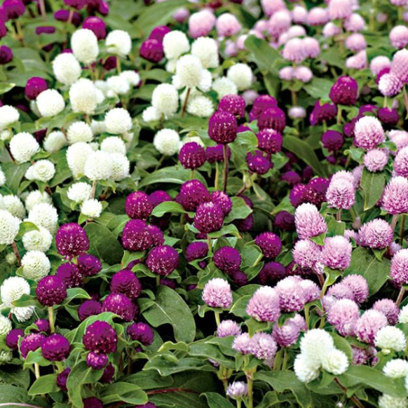 Imported Gomphrena Mix Flower Seeds