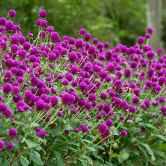 Imported Gomphrena Mix Flower Seeds