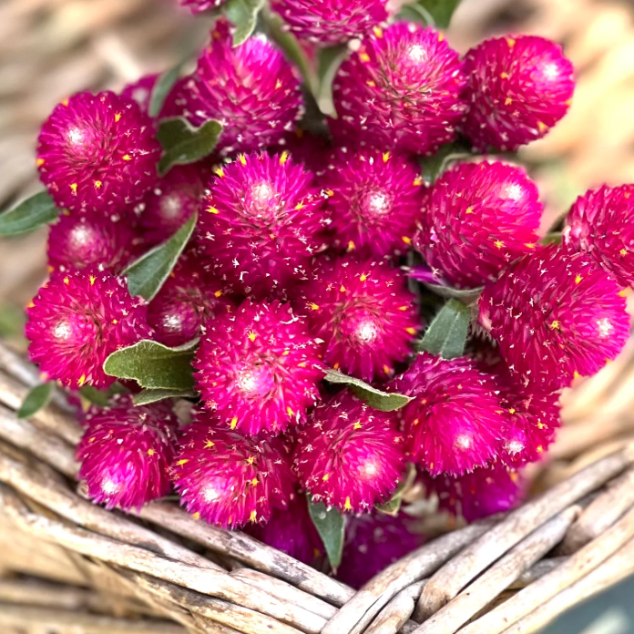 Imported Gomphrena Mix Flower Seeds