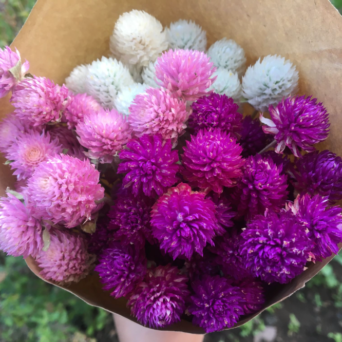 Imported Gomphrena Mix Flower Seeds