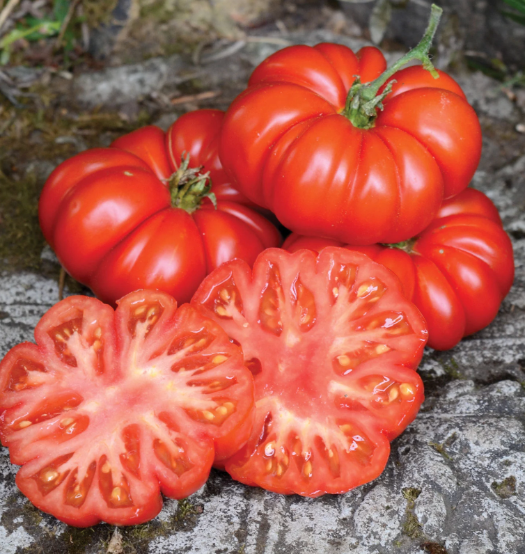 Costoloto Beef Tomato Imported F1 Hybrid Seeds