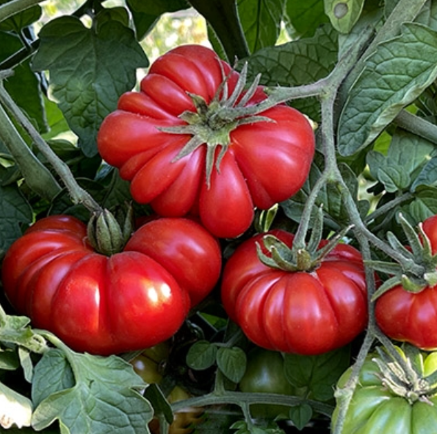 Costoloto Beef Tomato Imported F1 Hybrid Seeds