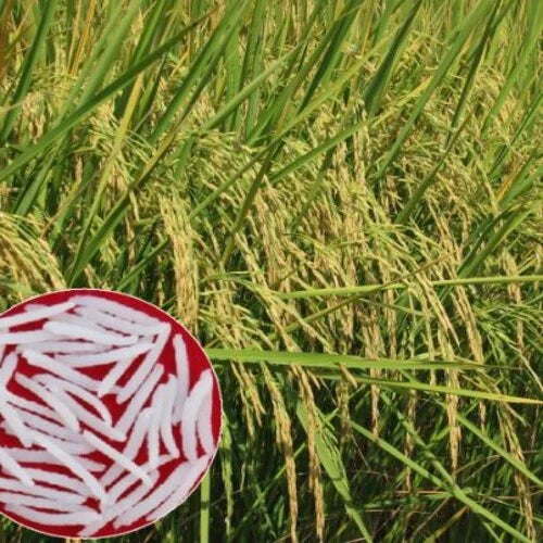 Al Khalid Rice