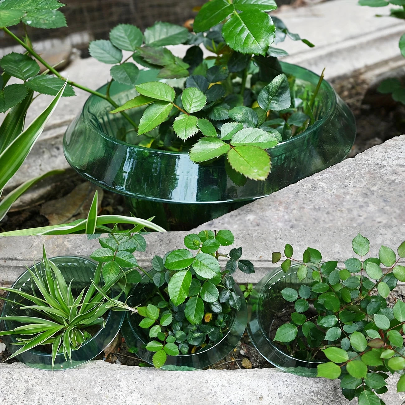 Plant Protection Collars - 5pcs