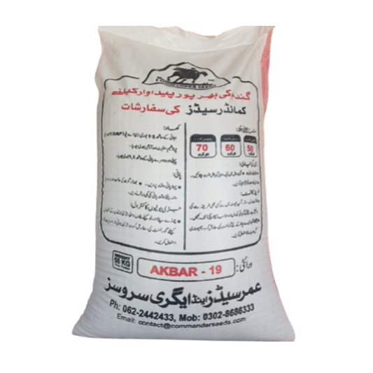 Akbar 19- Wheat Seed 50 KG (Swabi)