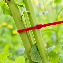 Plant Support Plastic Tie - 100 pcs