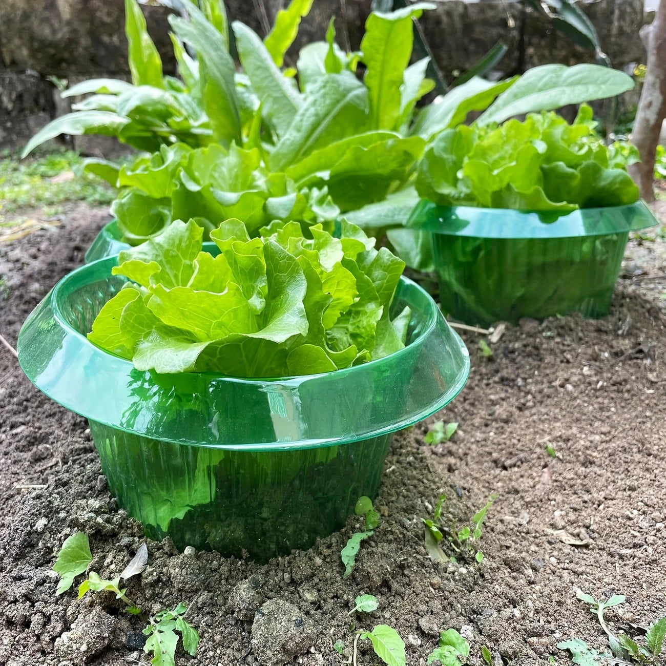 Plant Protection Collars - 5pcs