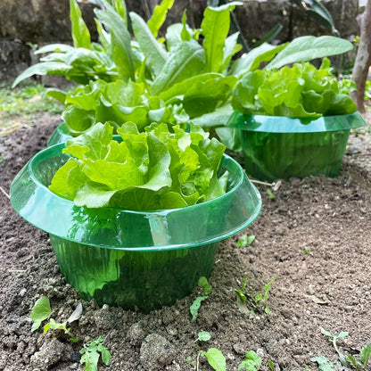 Plant Protection Collars - 5pcs