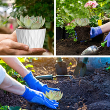 Mini Plastic Planter with Saucer
