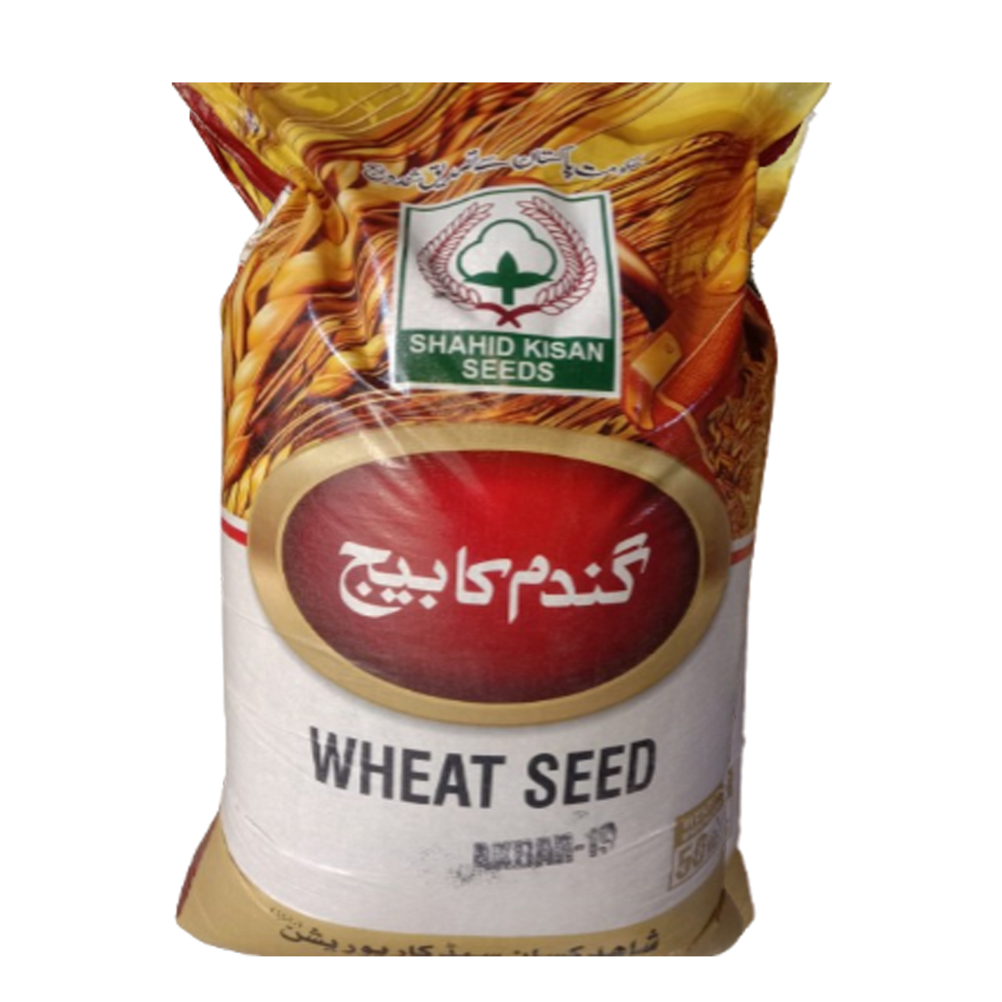 Akbar 19- Wheat Seed 50 KG (Sargodha)