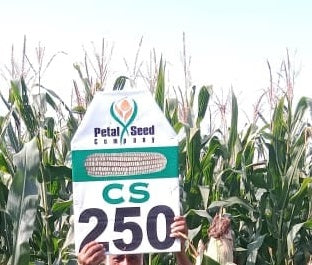 CS 250 Maize Seed