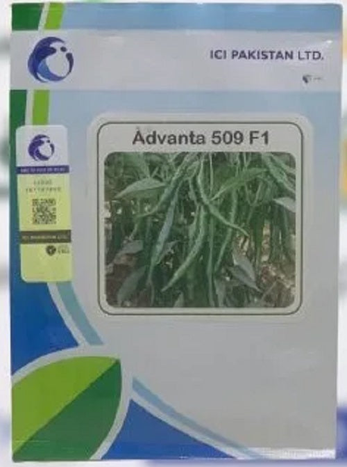 Chili Advanta 509 F1