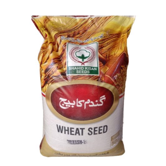 Dilkash- Wheat Seed 50KG (Sargodha)