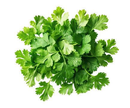 Parsely F1 Hybrid Seeds