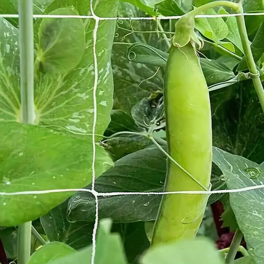 Plant Climbing Net