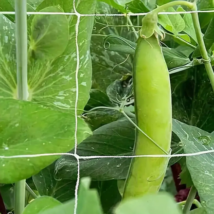 Plant Climbing Net