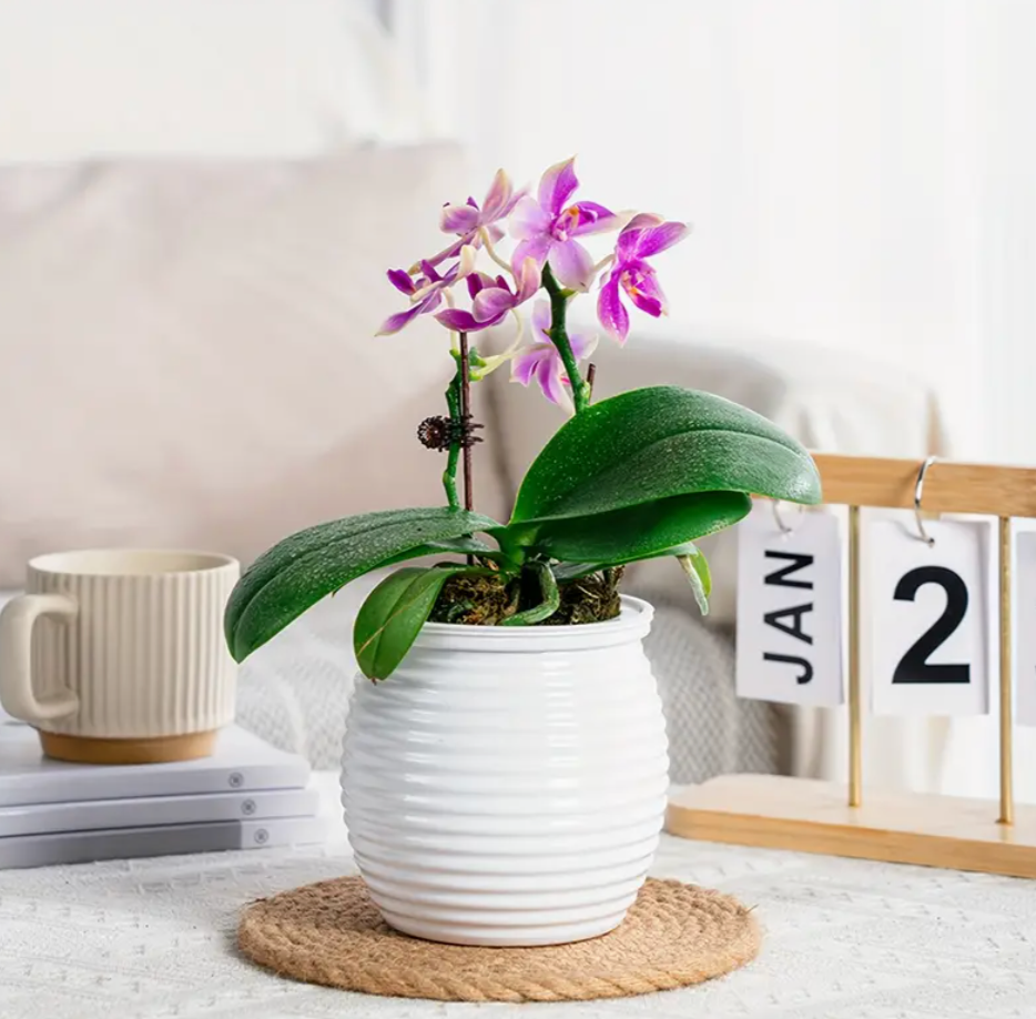 4pcs Self-Watering Planters Plastic Round- Multi colored