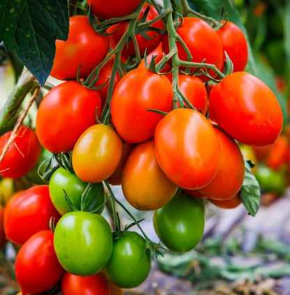 F1 Hybrid Tomato Imported Seeds