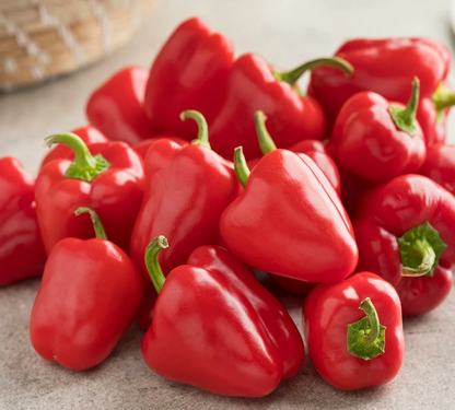 Red Capsicum Imported F1 Hybrid Seeds