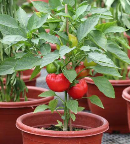 Red Capsicum Imported F1 Hybrid Seeds