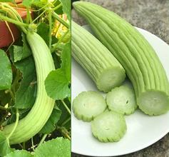 American Cucumber F1 Hybrid Seeds for Kitchen Gardening
