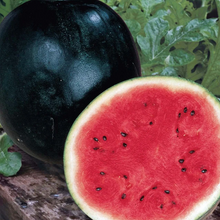 Watermelon F1 Hybrid Seeds