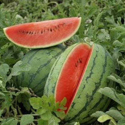 Watermelon Zebra Pattern F1 Hybrid Seeds