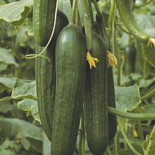 Cucumber F1 Hybrid Seeds