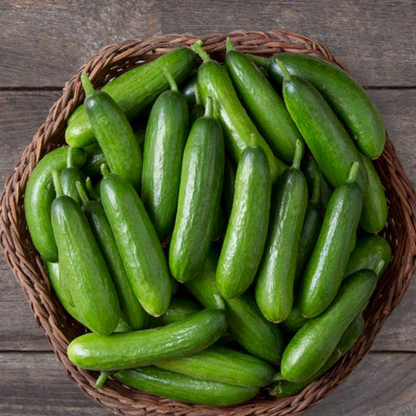 Cucumber F1 Hybrid Seeds